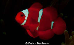 Spinecheek Anemone Fish.Used Nikon D300,SB 105 Strobe and... by Dorian Borcherds 